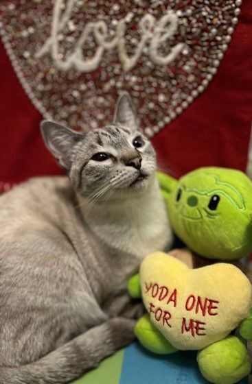 Rosedale, a Adoptable mixed breed in Fort Worth, TX image 1/2