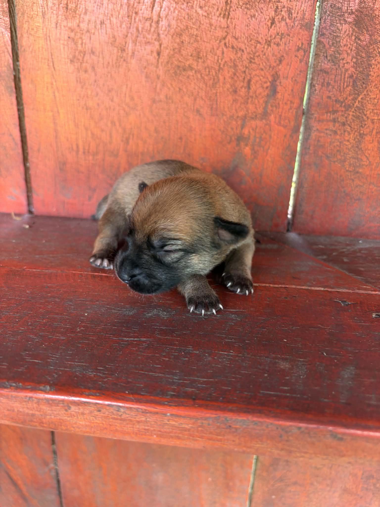 Sabado, adopted, Puppy Male Shorkie.