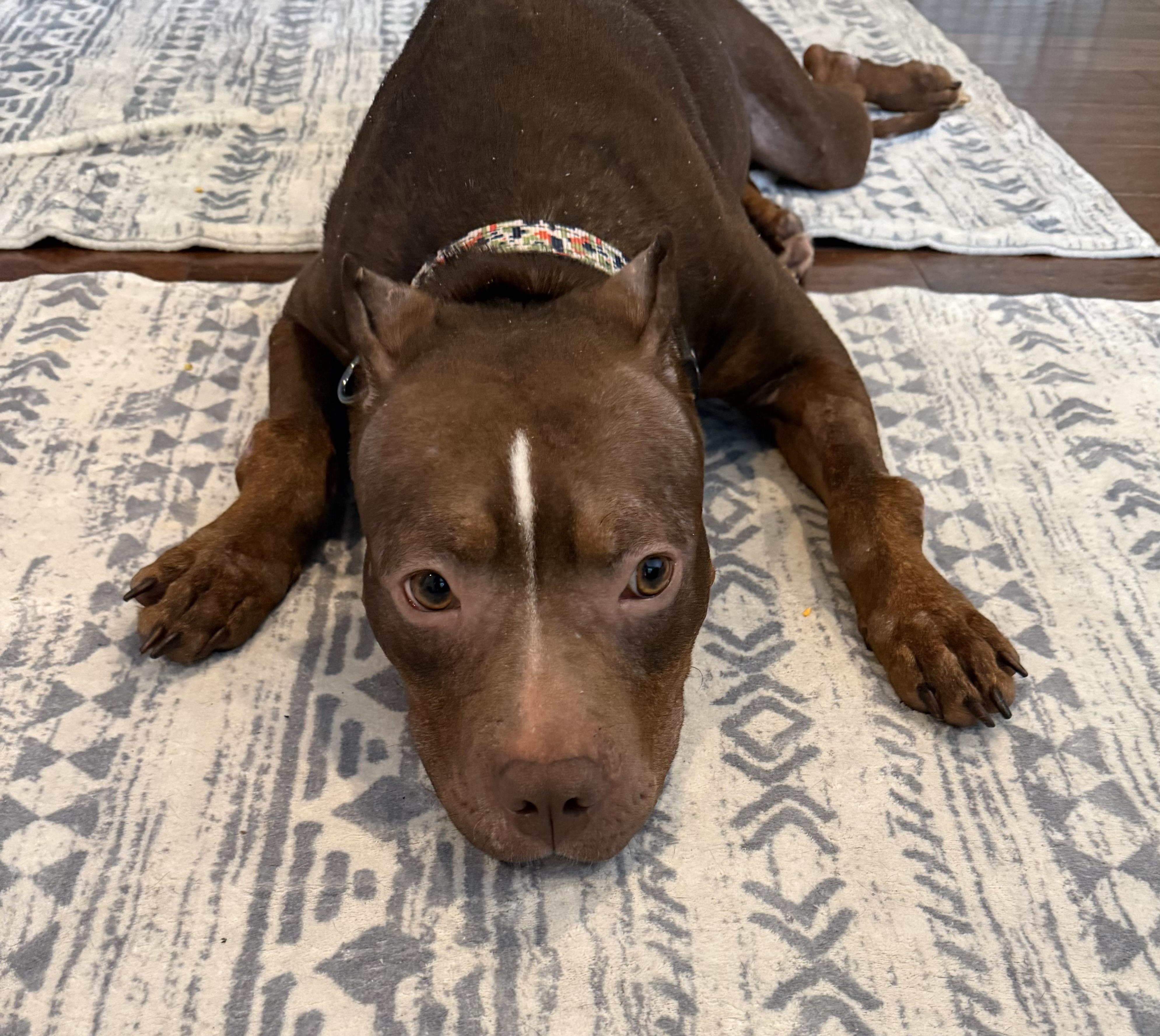 Enlarge Harlow- They Tried to Break Her… But Harlow Chose Love. Please Choose Her., a Adoptable mixed breed in Charleston, SC image 1/5