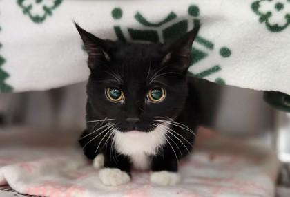 Nala, Adoptable, Kitten Female Domestic Short Hair.