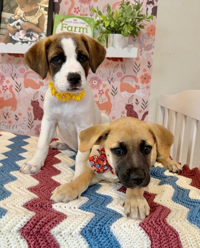 Enlarge Indy Douglas, an adopted mixed breed in West Seneca, NY image 2/6