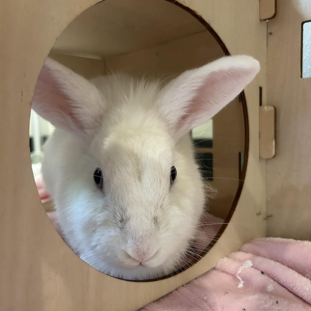 Zucchini, Adoptable, Young Female Bunny Rabbit.