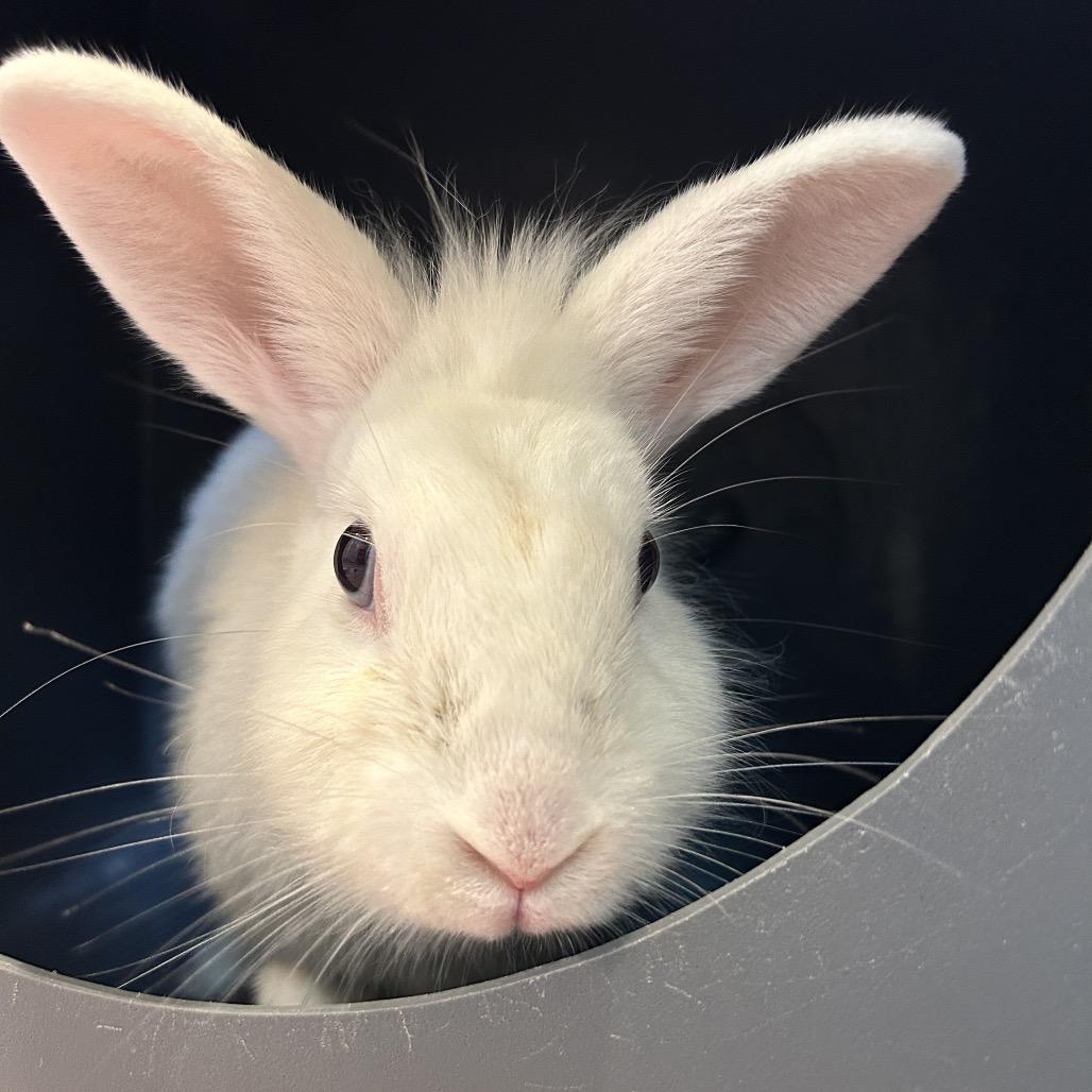 Enlarge Zucchini, a Adoptable Bunny Rabbit in Kailua Kona, HI image 2/3