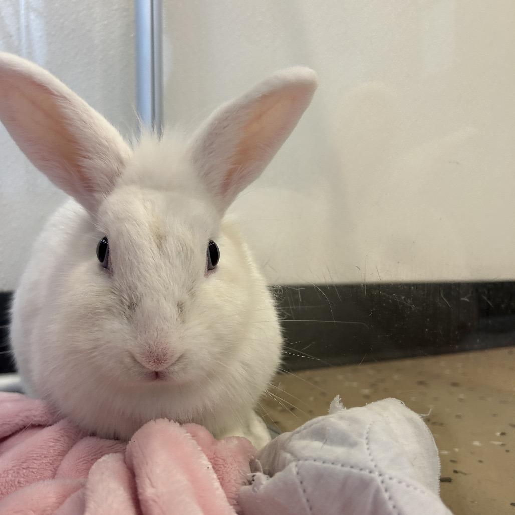 Enlarge Zucchini, a Adoptable Bunny Rabbit in Kailua Kona, HI image 3/3