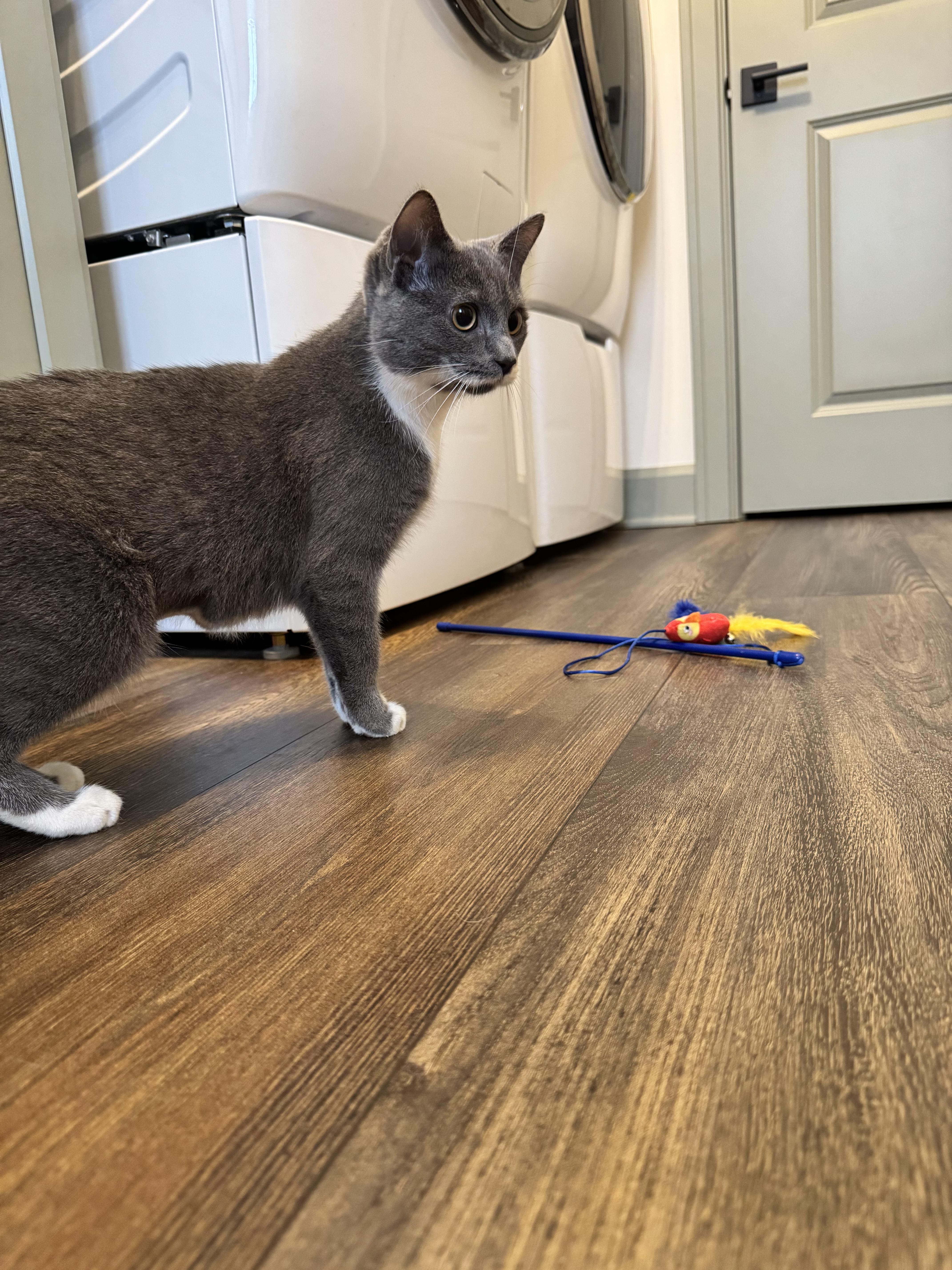 Enlarge Vegas, a ADOPTABLE Domestic Short Hair in Hartville, OH image 3/4