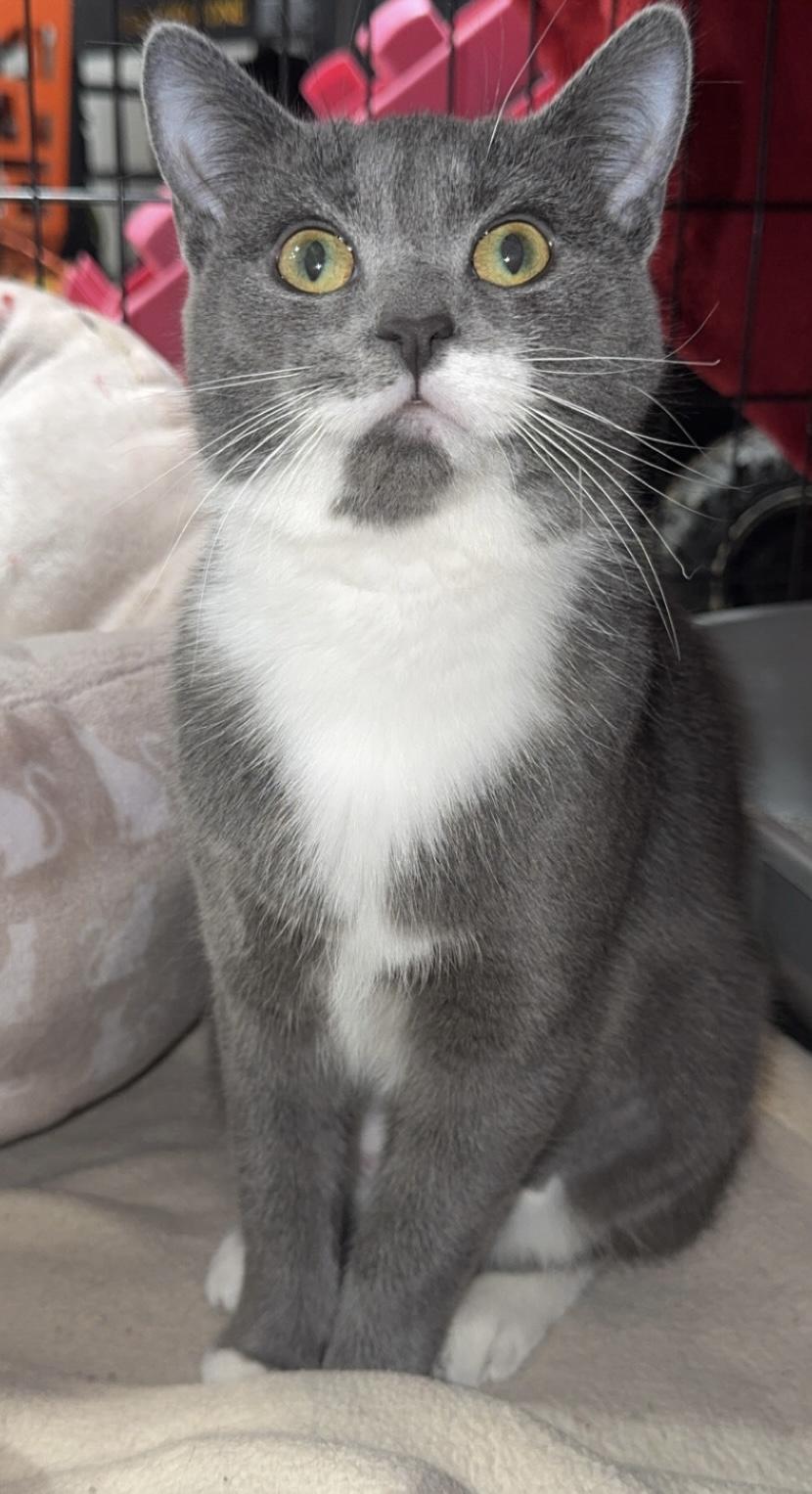 Enlarge Vegas, a ADOPTABLE Domestic Short Hair in Hartville, OH image 4/4