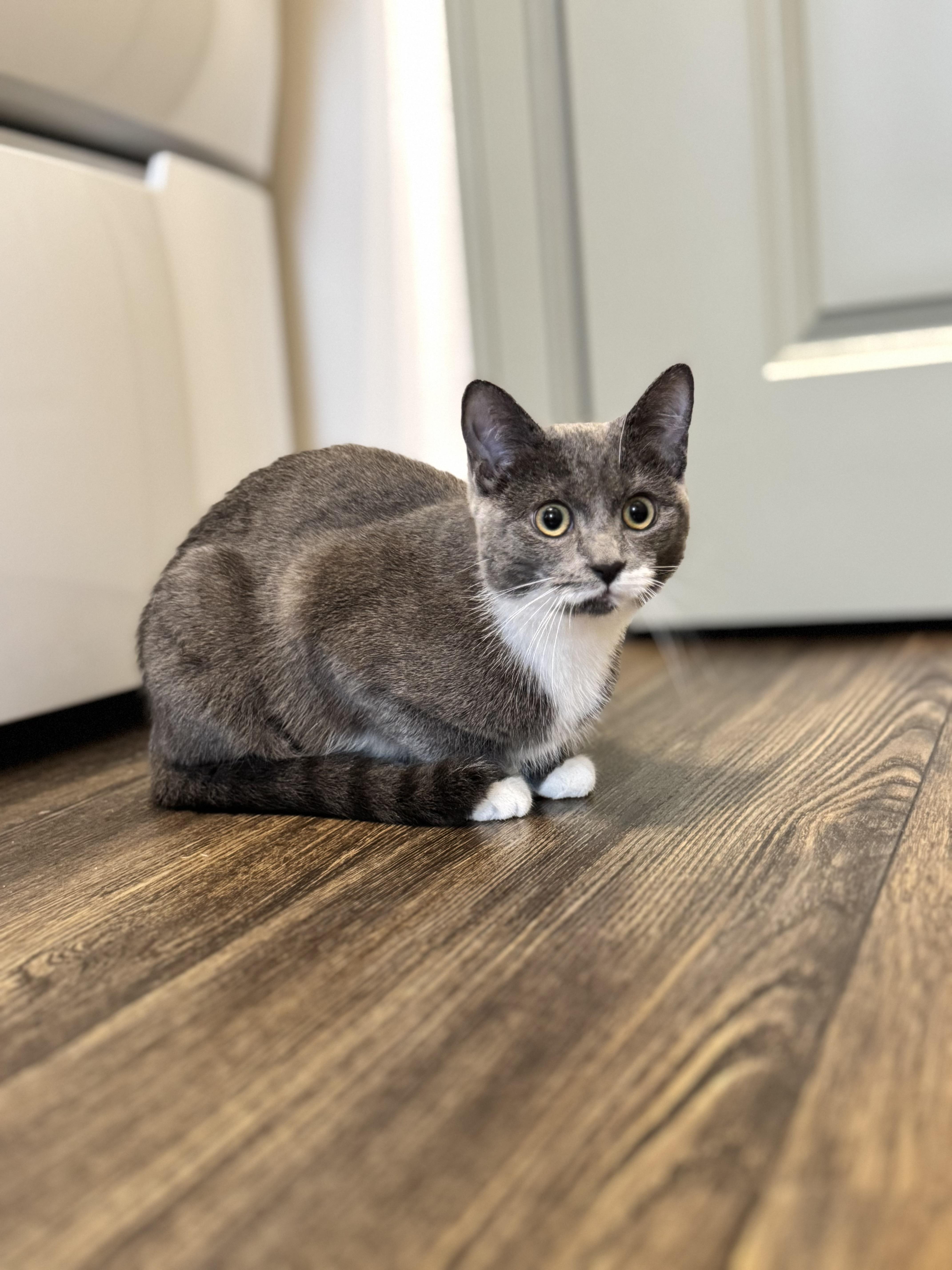 Enlarge Vegas, a ADOPTABLE Domestic Short Hair in Hartville, OH image 2/4