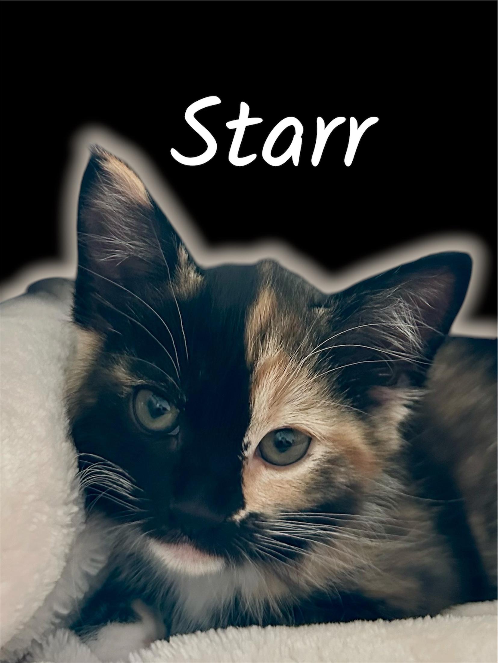 Starr, ADOPTABLE, Kitten Female Domestic Medium Hair.