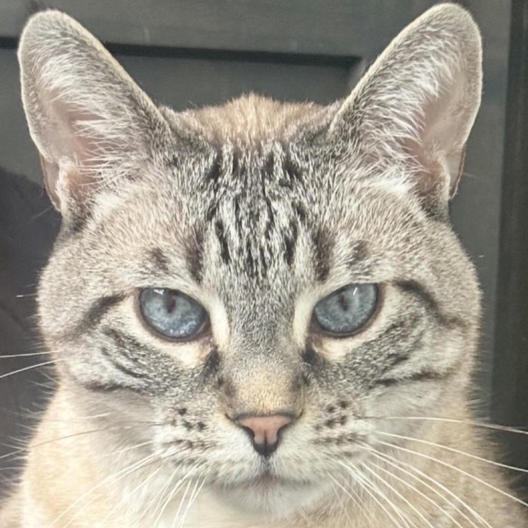 Mr. Paul, Adoptable, Senior Male Siamese.