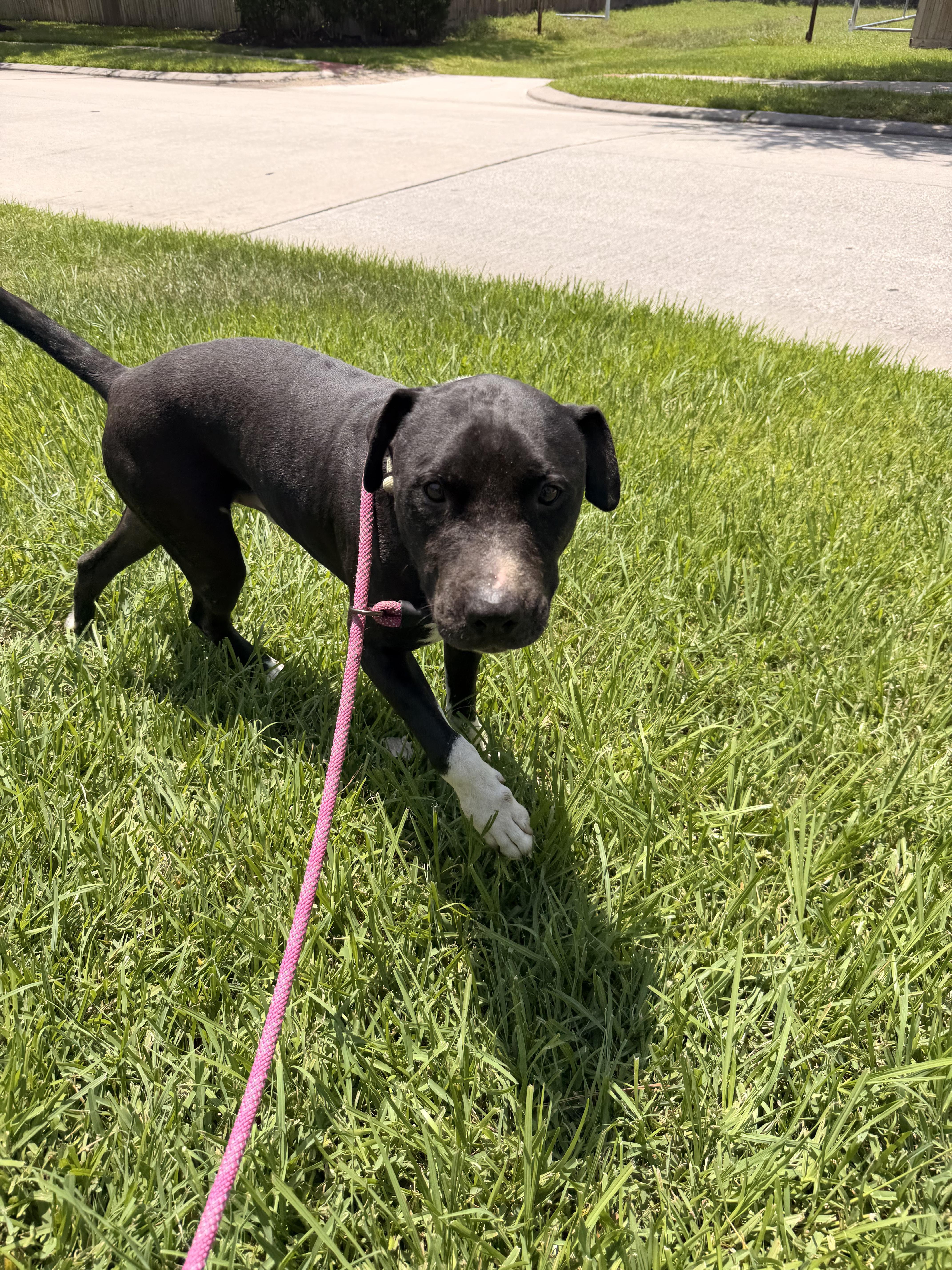 Enlarge Carlitos Mateo, a Adoptable mixed breed in White River Junction, VT image 2/4
