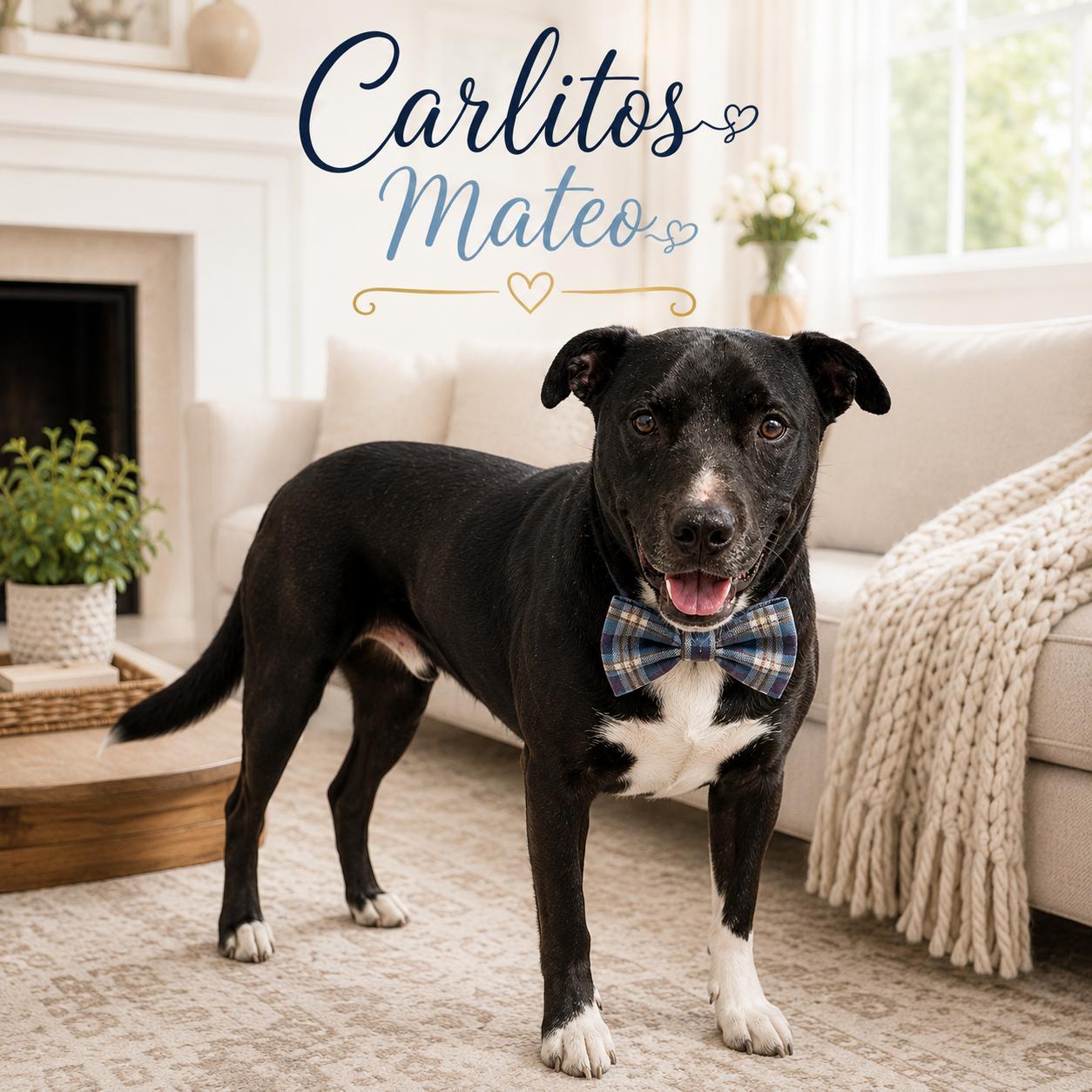 Enlarge Carlitos Mateo, a Adoptable mixed breed in White River Junction, VT image 4/4
