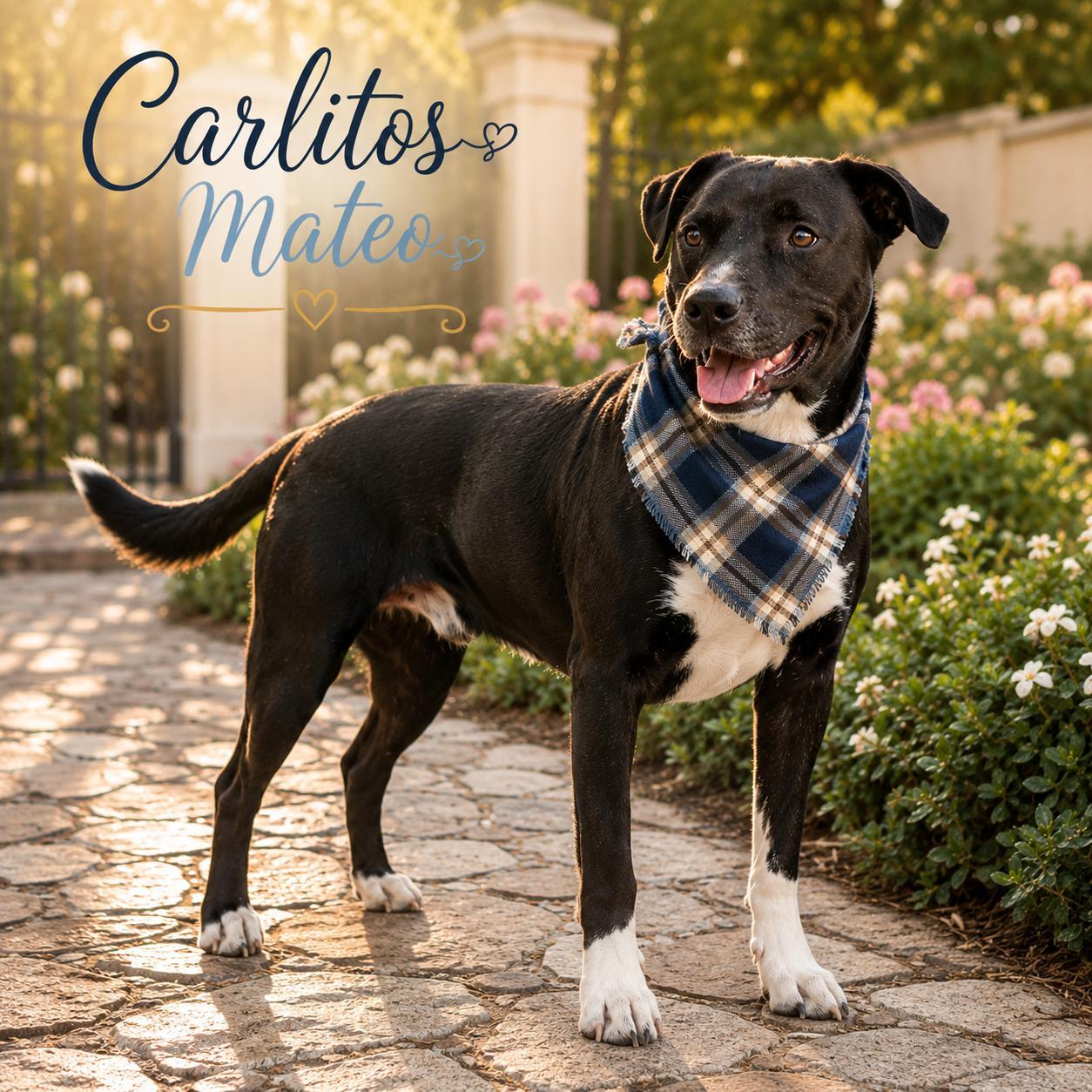 Carlitos Mateo, Adoptable, Young Male American Staffordshire Terrier & Black Labrador Retriever.