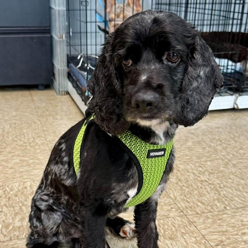 Enlarge Murphy, a Adoptable Cocker Spaniel in Glendale, NY image 1/6