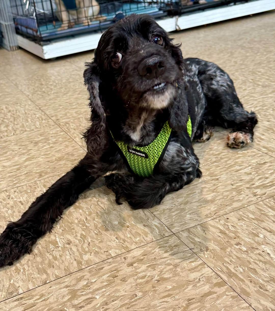 Enlarge Murphy, a Adoptable Cocker Spaniel in Glendale, NY image 2/6