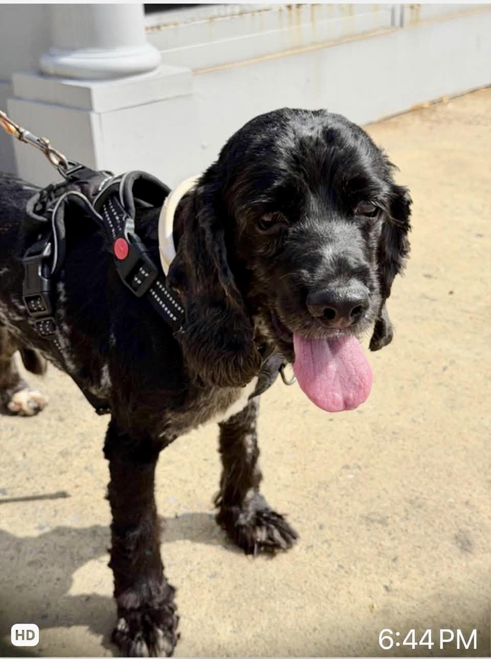 Enlarge Murphy, a Adoptable Cocker Spaniel in Glendale, NY image 4/6