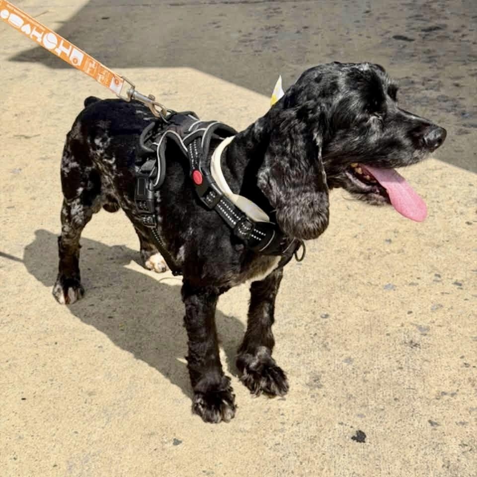 Enlarge Murphy, a Adoptable Cocker Spaniel in Glendale, NY image 3/6
