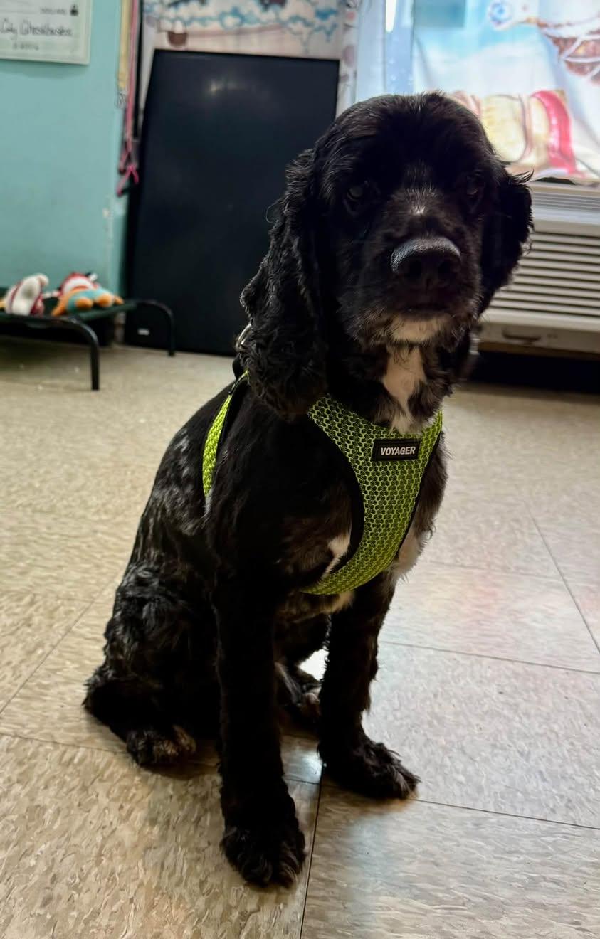 Enlarge Murphy, a Adoptable Cocker Spaniel in Glendale, NY image 5/6