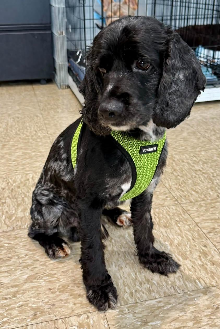Enlarge Murphy, a Adoptable Cocker Spaniel in Glendale, NY image 6/6