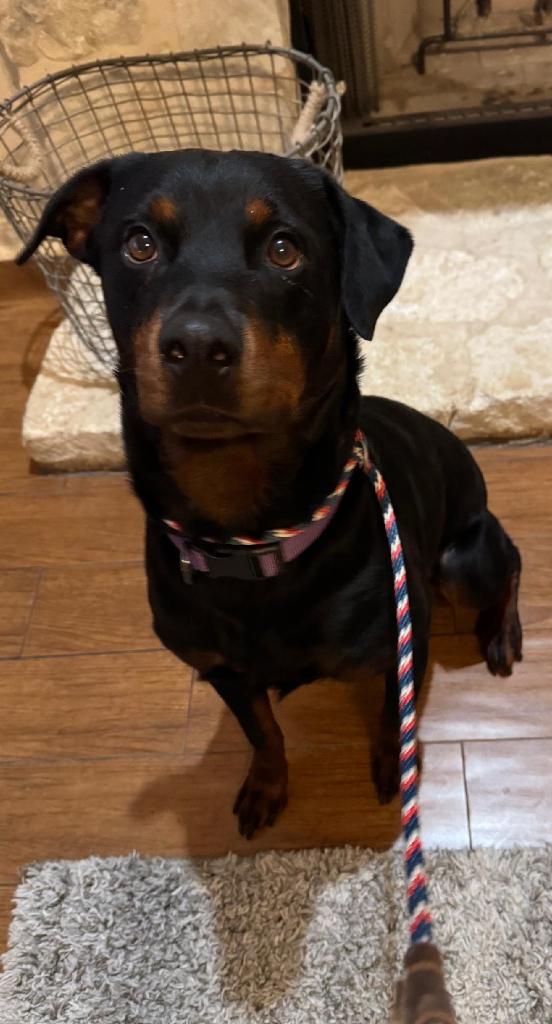 Mary, Adoptable, Young Female Rottweiler.