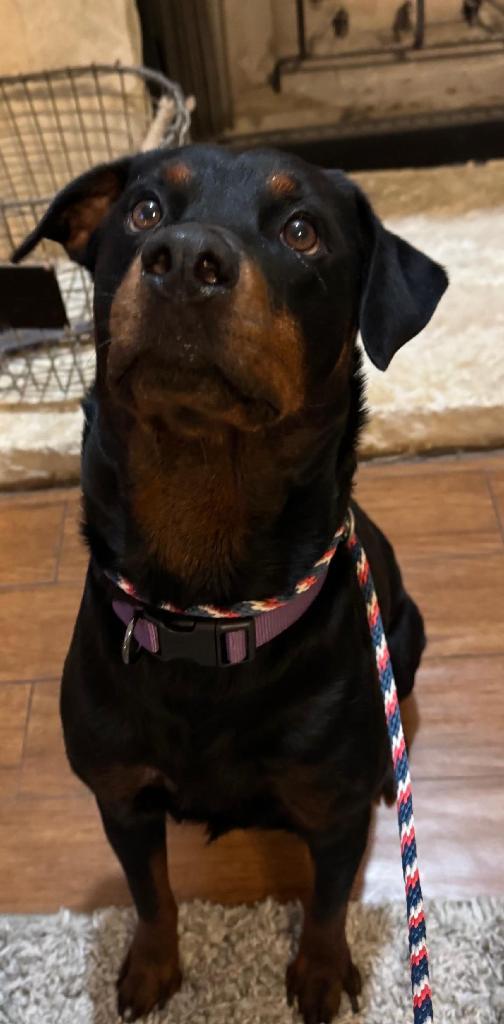 Enlarge Mary, a Adoptable Rottweiler in San Antonio, TX image 2/3