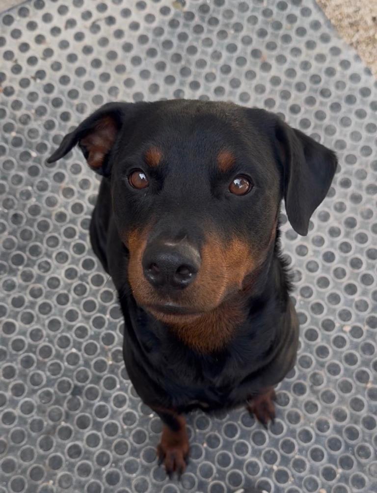 Enlarge Mary, a Adoptable Rottweiler in San Antonio, TX image 3/3