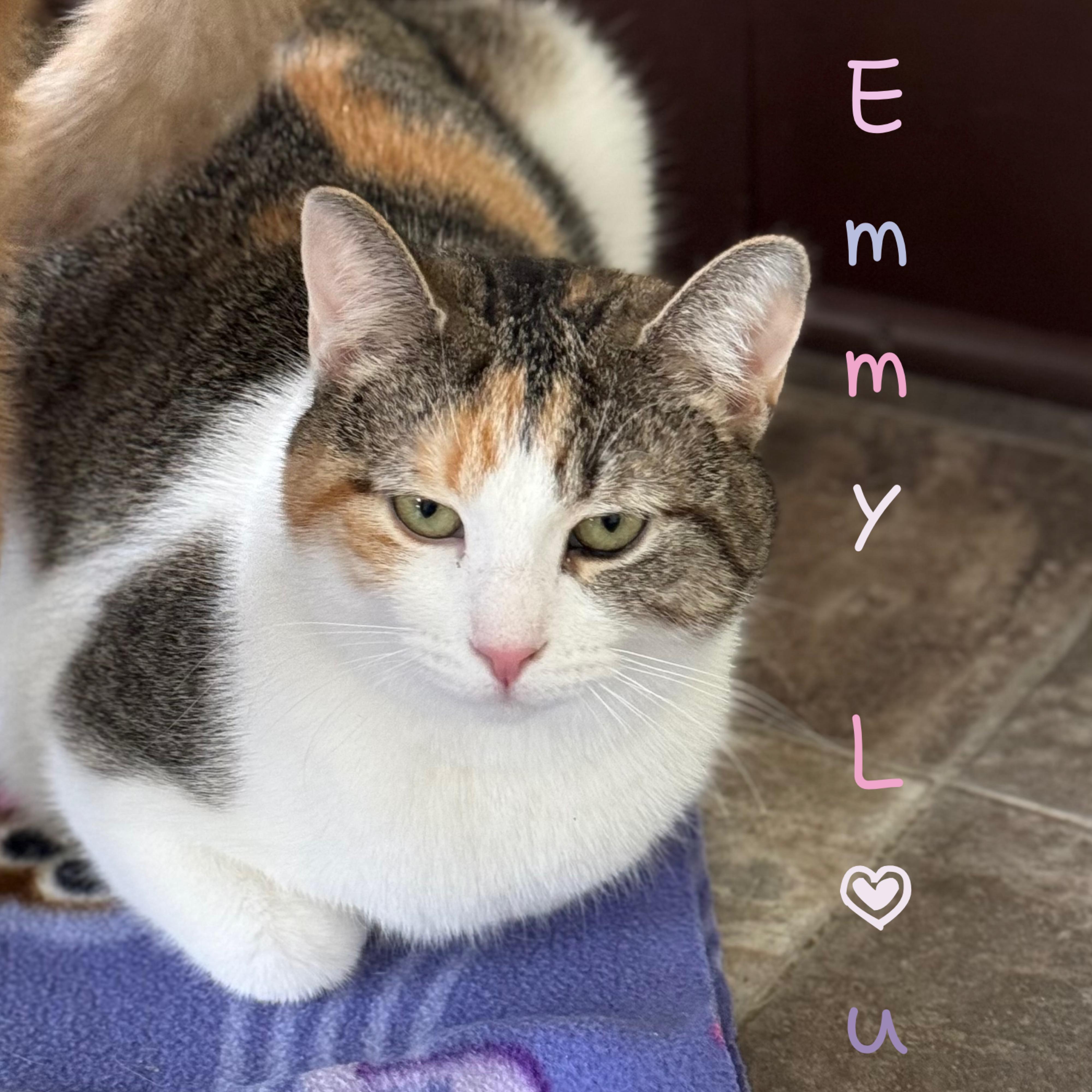 Emmy Lou, Adoptable, Adult Female Domestic Short Hair.