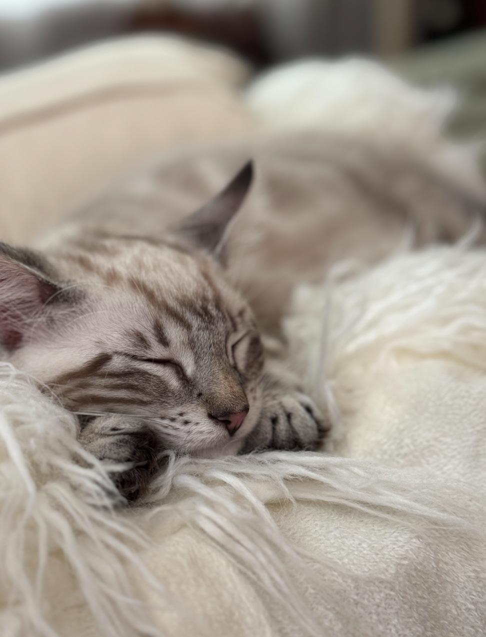 Seal, Adopted, Young Male Bengal & Siamese.