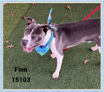 FINN, a Adoptable mixed breed in Marietta, GA image 2/6