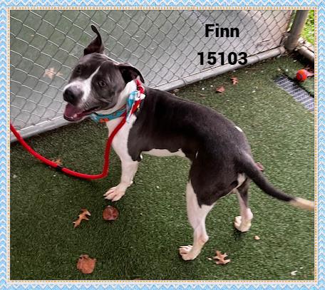 FINN, a Adoptable mixed breed in Marietta, GA image 3/6