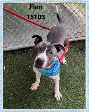 FINN, a Adoptable mixed breed in Marietta, GA image 4/6