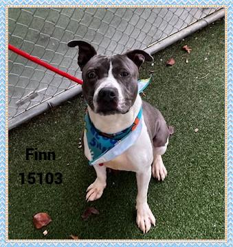 FINN, a Adoptable mixed breed in Marietta, GA image 5/6