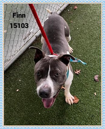 FINN, a Adoptable mixed breed in Marietta, GA image 6/6