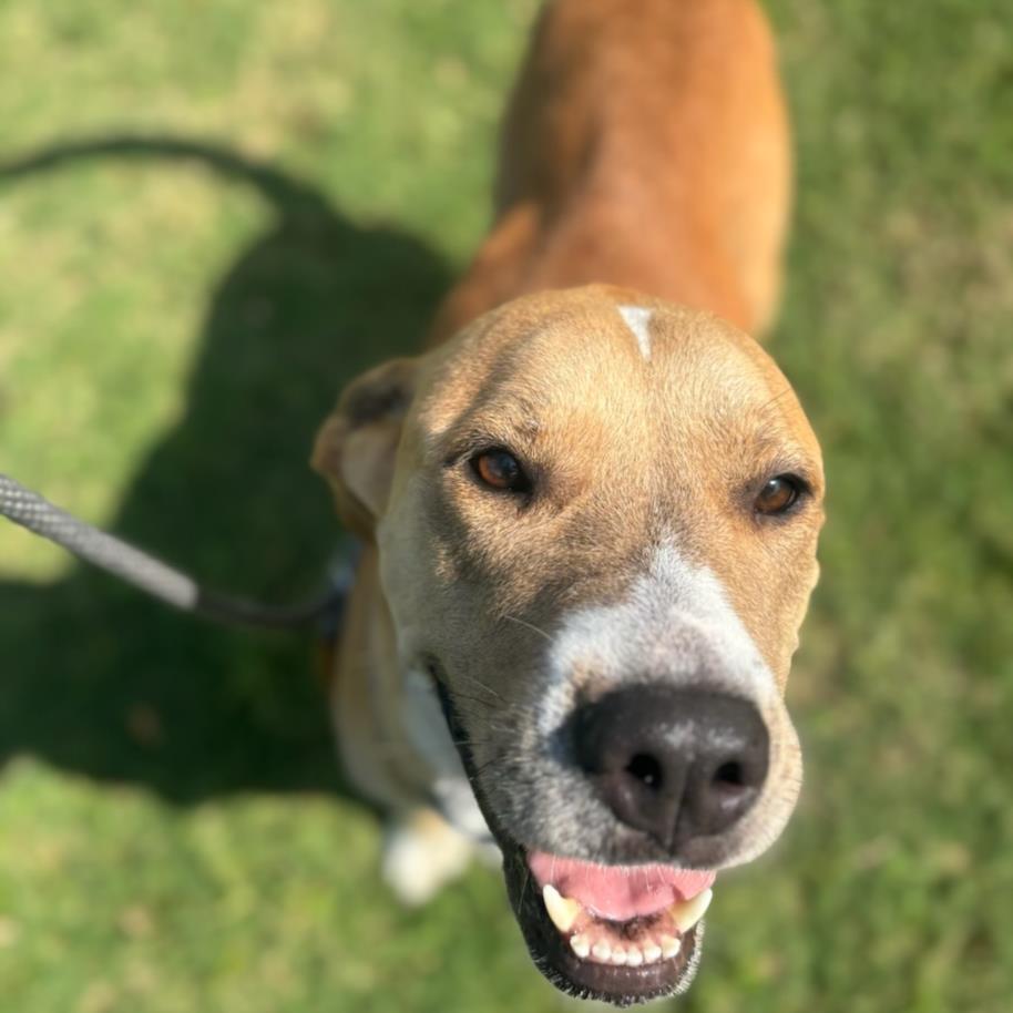 Enlarge CHARLOTTE, a Adoptable mixed breed in Texas City, TX image 1/1