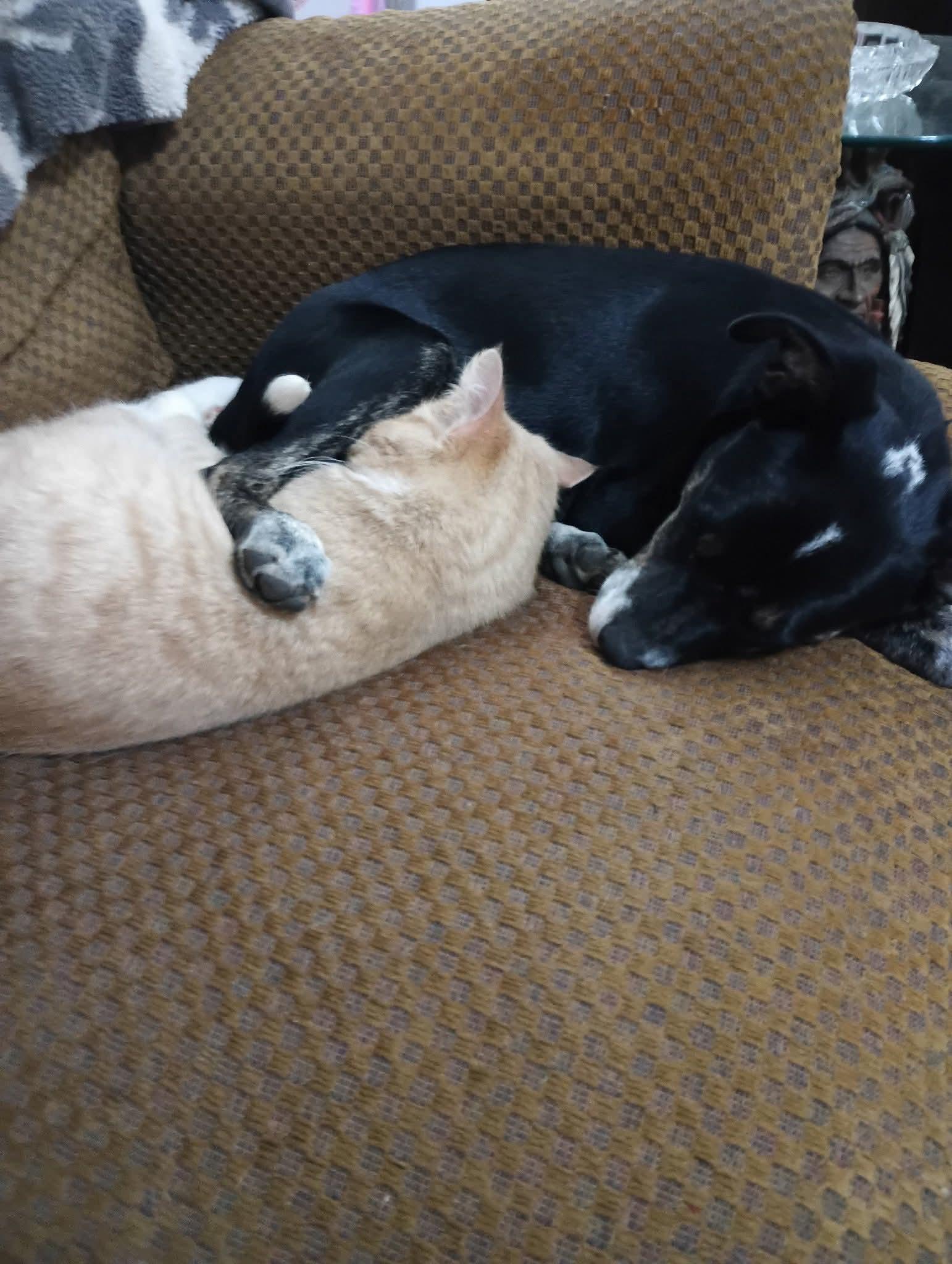 Enlarge Sassy, a ADOPTABLE mixed breed in Cleveland, OK image 2/2