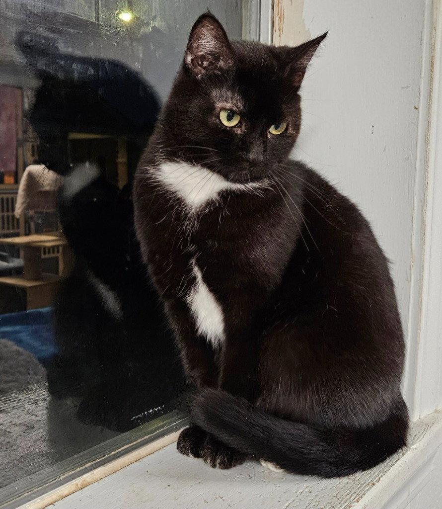 Bunny, Adoptable, Young Female Domestic Short Hair.
