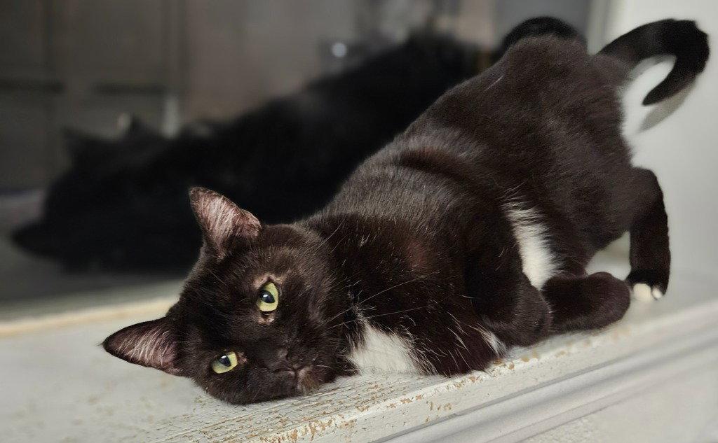 Enlarge Bunny, a Adoptable Domestic Short Hair in Greenfield, IN image 2/3