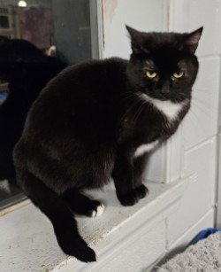 Enlarge Bunny, a Adoptable Domestic Short Hair in Greenfield, IN image 3/3