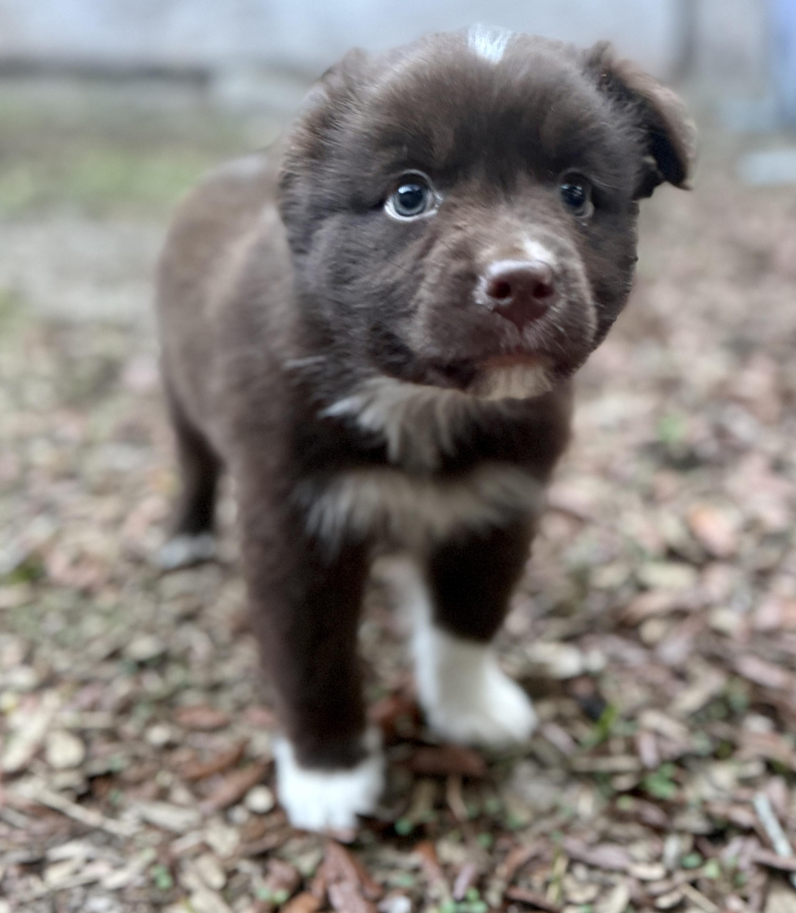Hashbrown, adopted, Puppy Male Australian Shepherd.