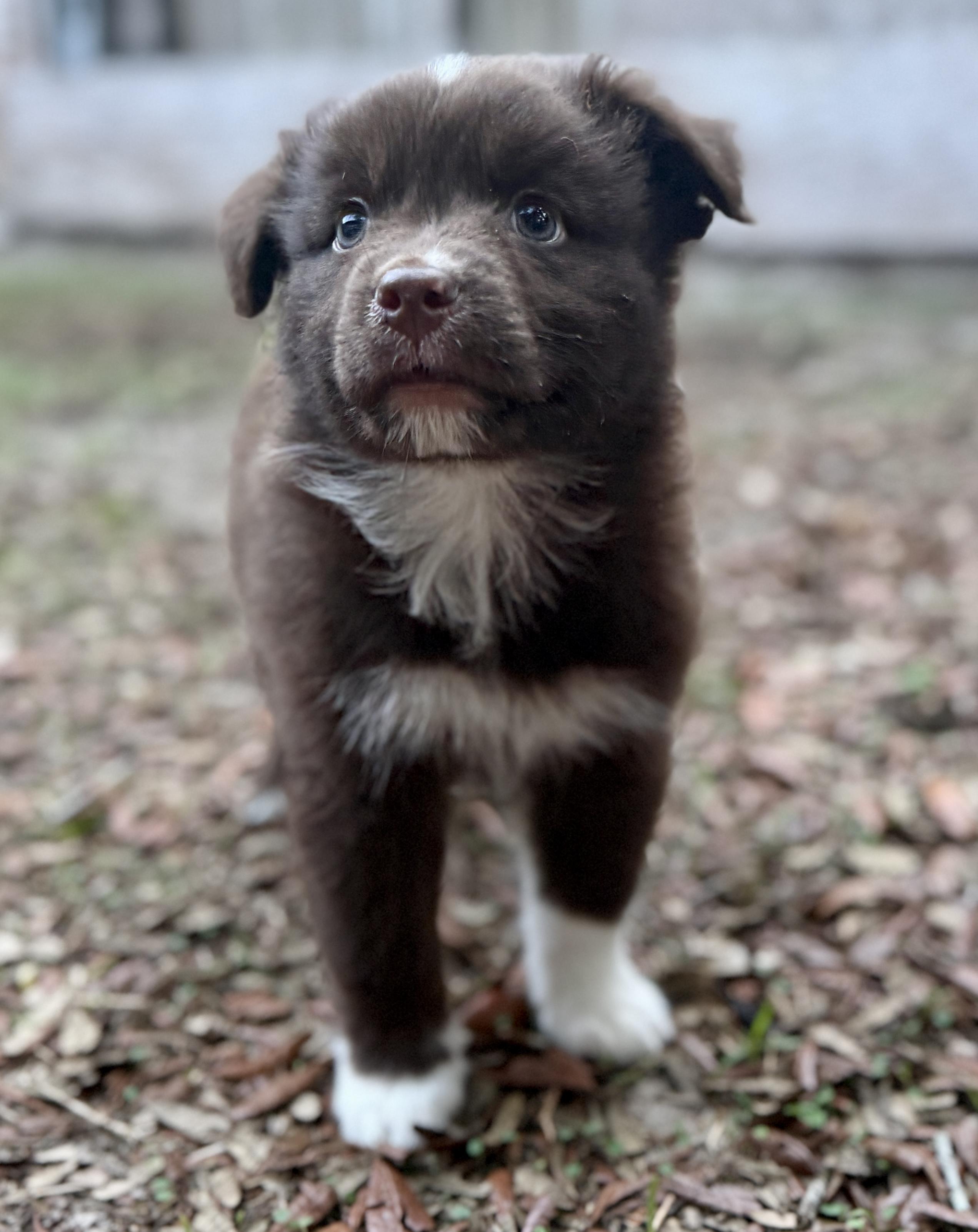 Hashbrown, an adopted mixed breed in Deltona, FL image 3/4