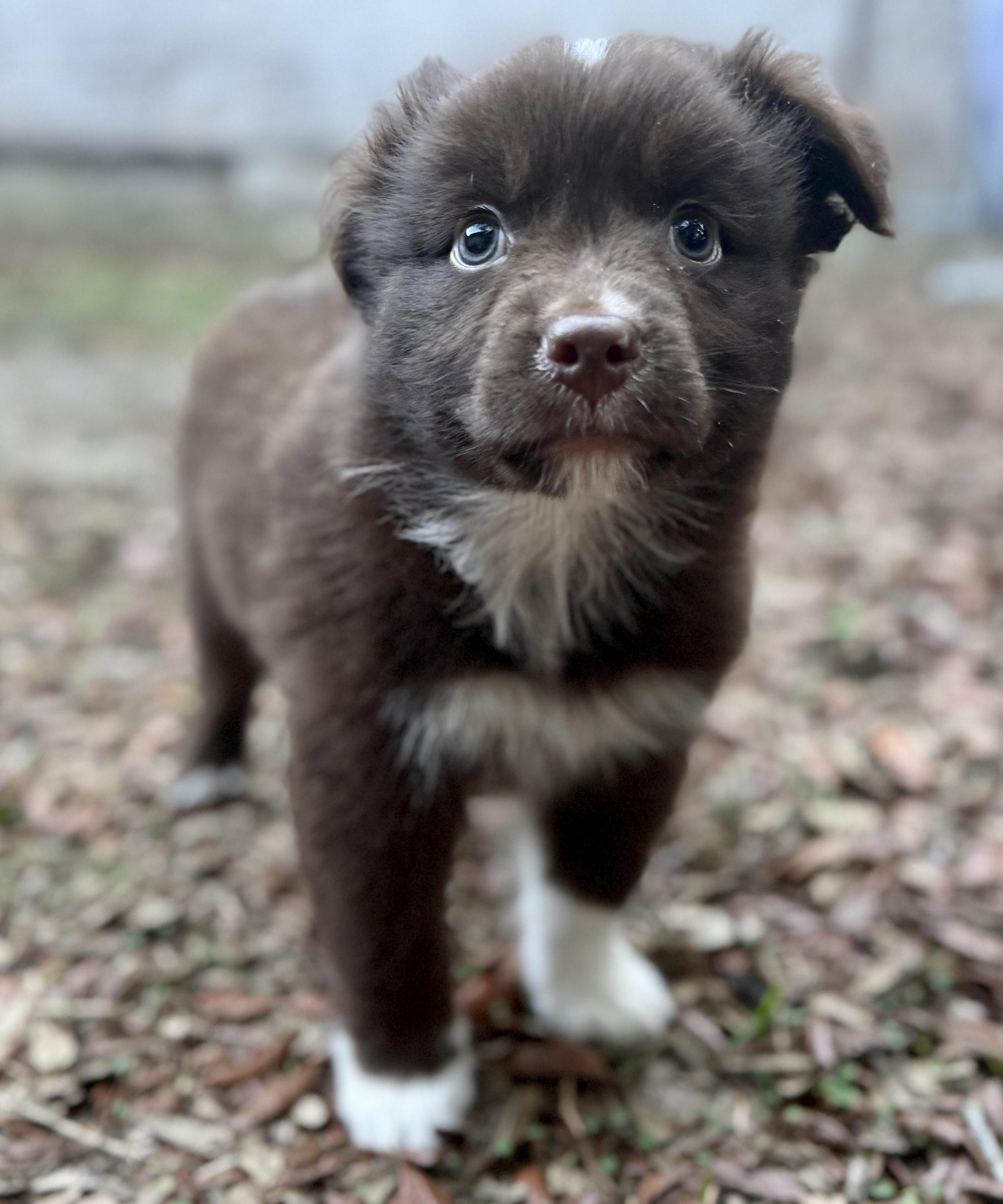 Hashbrown, an adopted mixed breed in Deltona, FL image 2/4