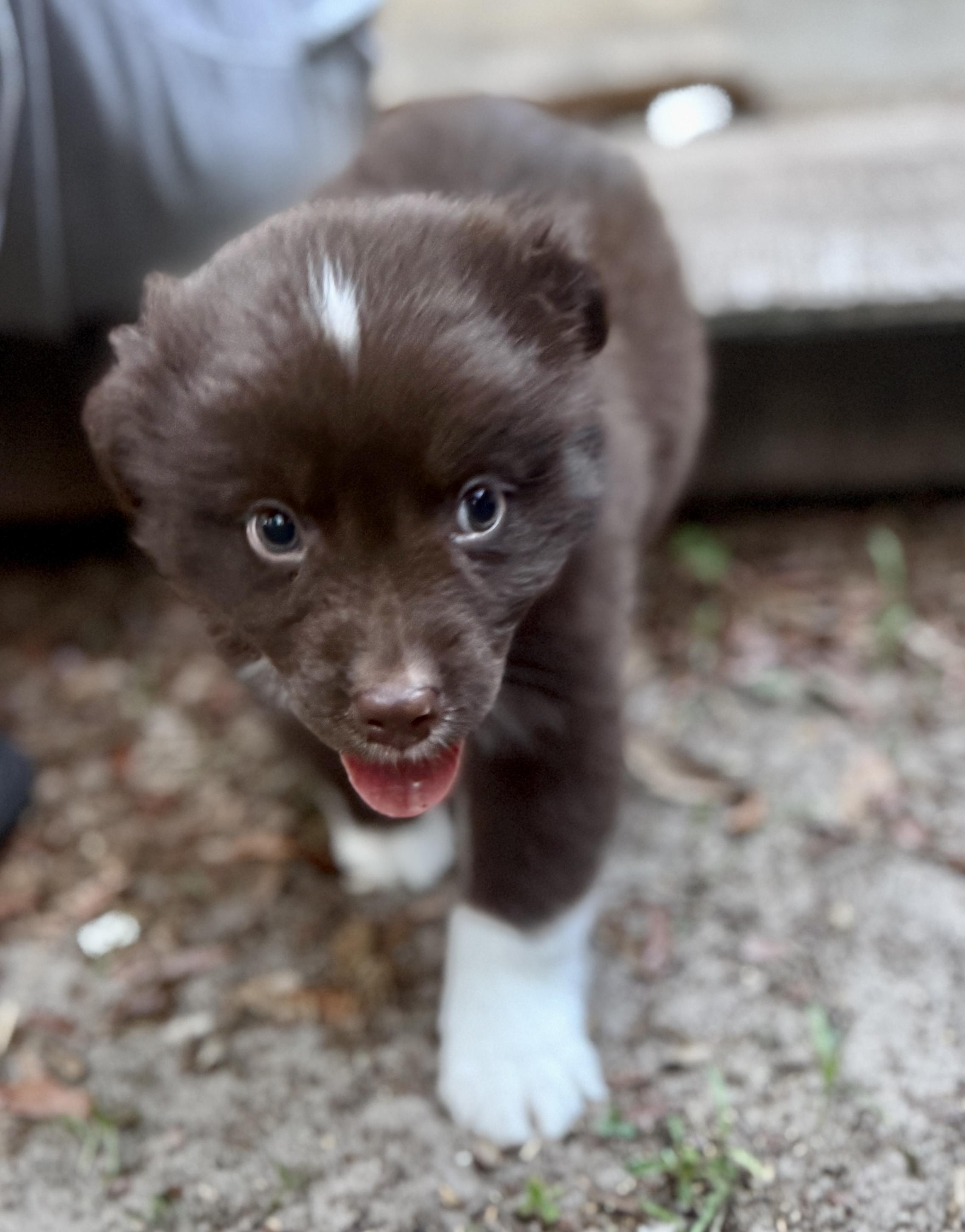 Hashbrown, an adopted mixed breed in Deltona, FL image 4/4