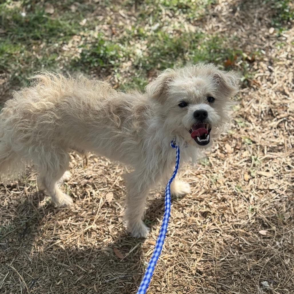 Enlarge Kraken, a Adoptable mixed breed in Pearsall, TX image 2/3