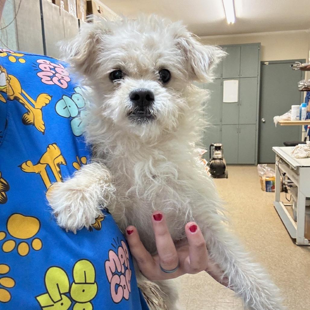 Enlarge Kraken, a Adoptable mixed breed in Pearsall, TX image 3/3