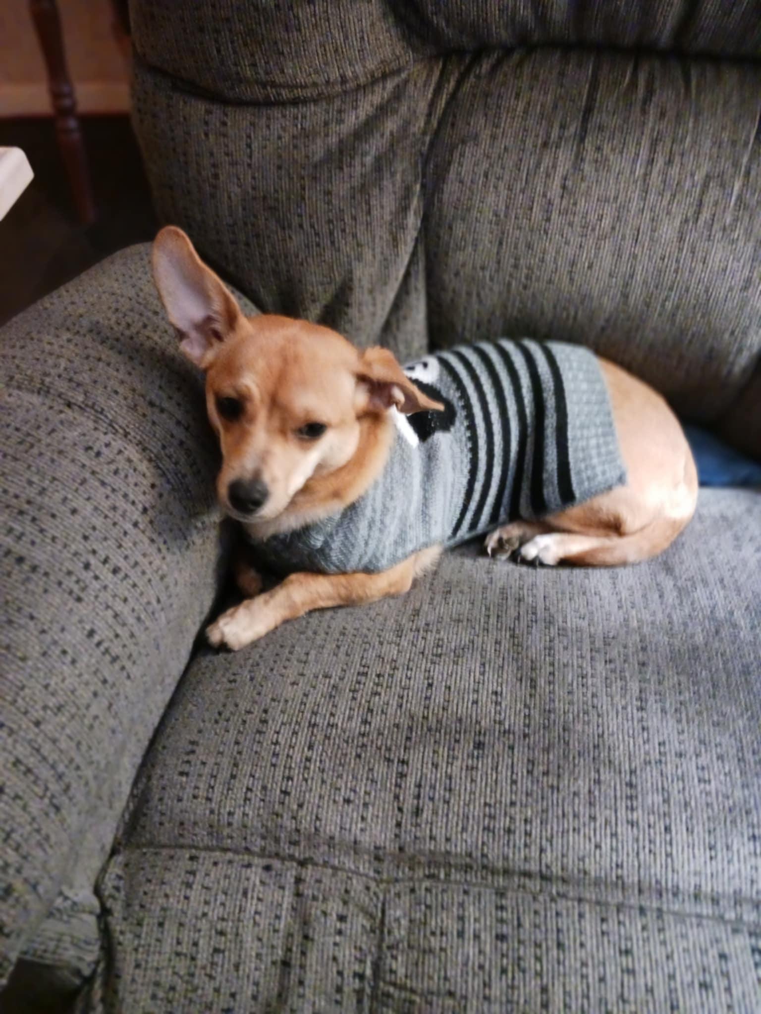 Lucy, Adopted, Young Female Chihuahua & Terrier.