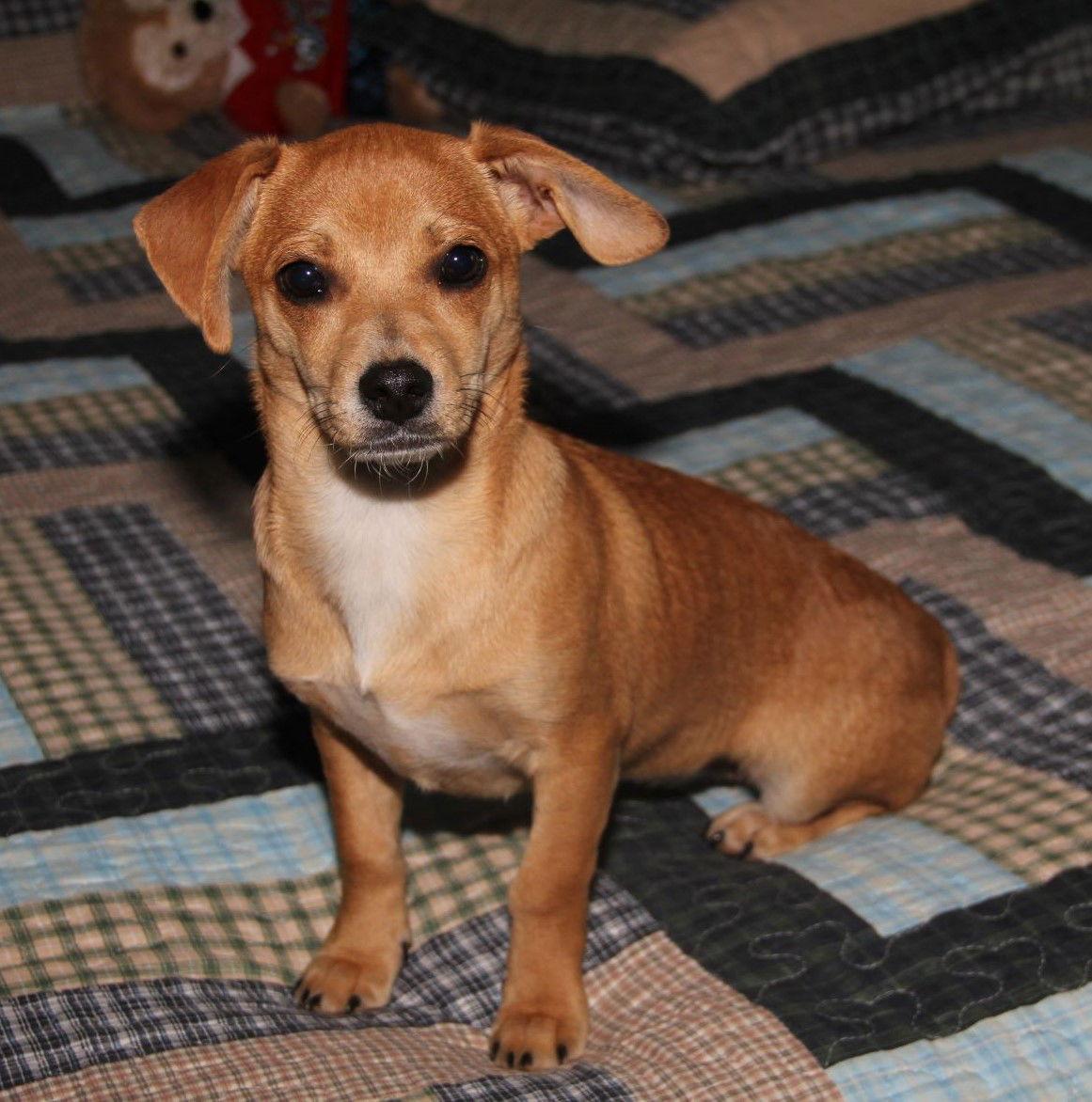 Enlarge Lucy, a Adopted mixed breed in Westminster, MD image 2/3