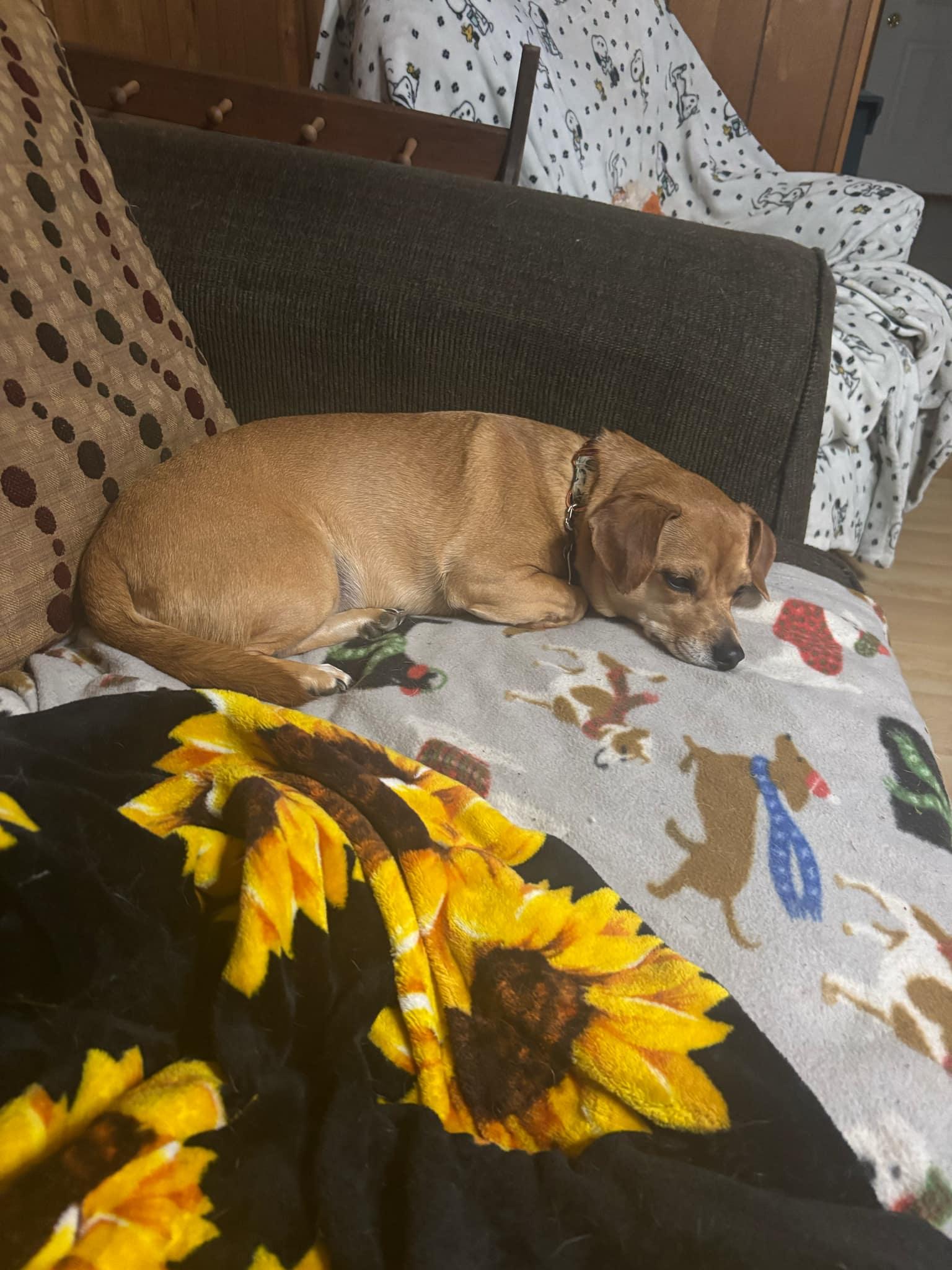 Enlarge Lucy, a Adopted mixed breed in Westminster, MD image 3/3