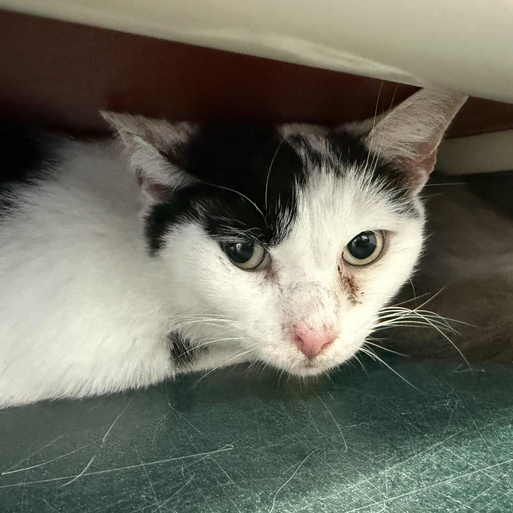 Enlarge Manta Ray FIV+ $99, a Adoptable Domestic Short Hair in Springfield, MA image 1/1