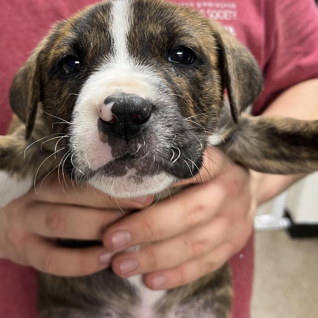 Quantum Field, Adoptable, Puppy Male Labrador Retriever & Hound.