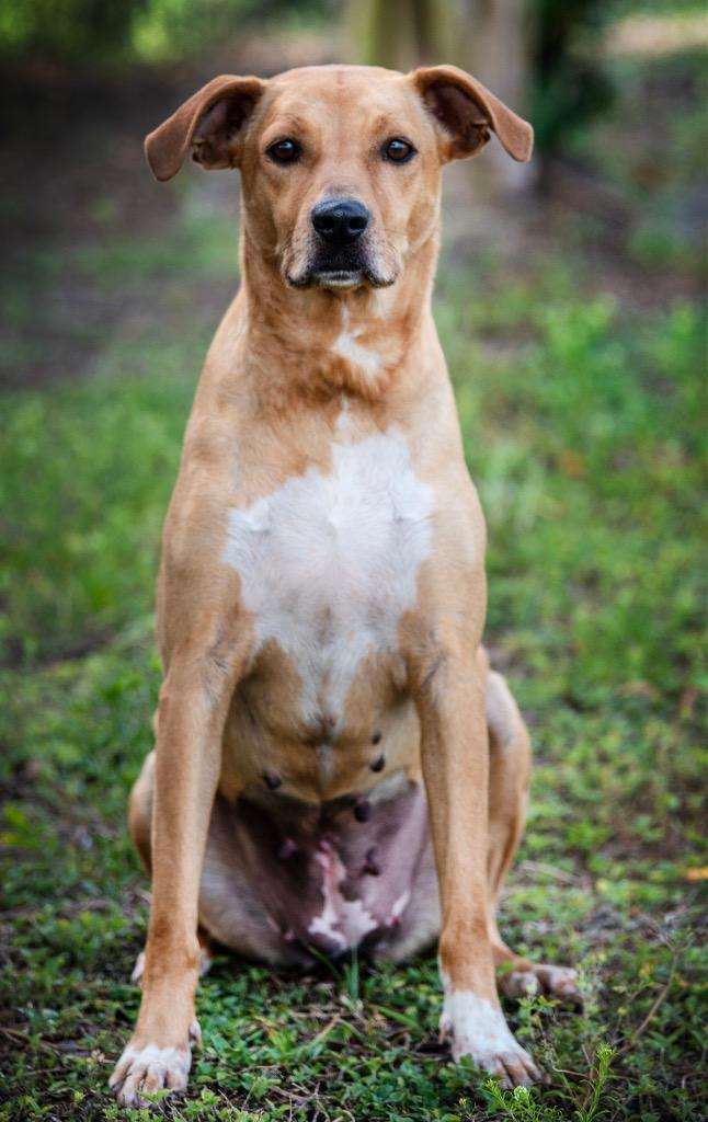 Ash, Adoptable, Young Female Mixed Breed.