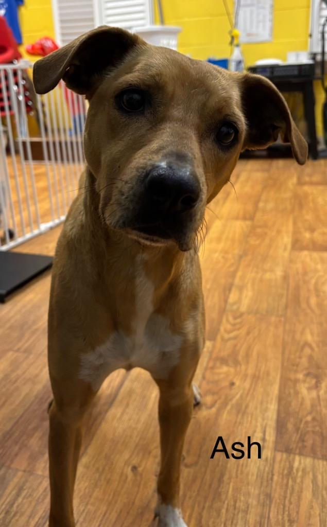 Enlarge Ash, a Adoptable Mixed Breed in Ocala, FL image 2/2